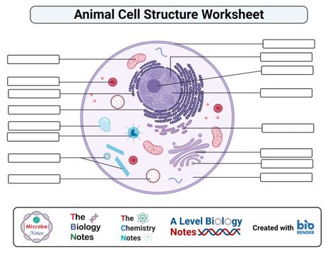 Parts Of Animal Cell Worksheet