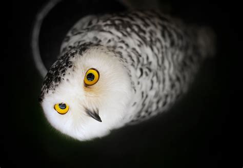 Owl’s Eye Color, What Does It Mean? - intoBirds