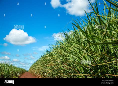 Sugar cane plantation Stock Photo - Alamy