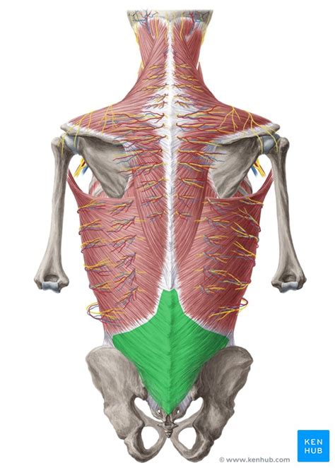 Define Fascia Anatomy - Anatomy Book