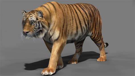 Tiger 3D model animated rigged | CGTrader