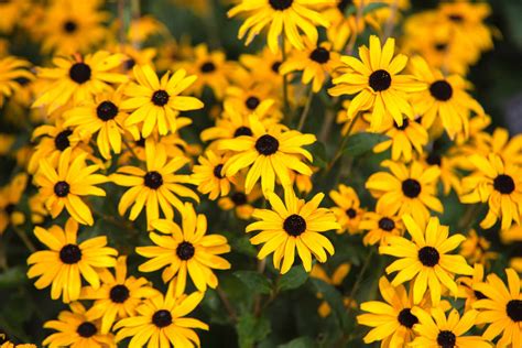 12 Best Perennials for Full Sun