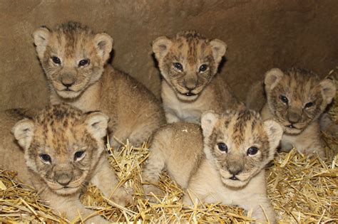 cute lion cubs - Lion cubs Photo (36139556) - Fanpop