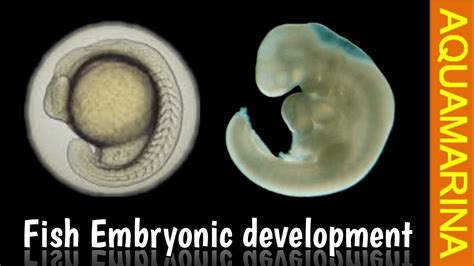 Fish Embryo Vs Human Embryo