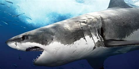 Great white shark – white death | DinoAnimals.com