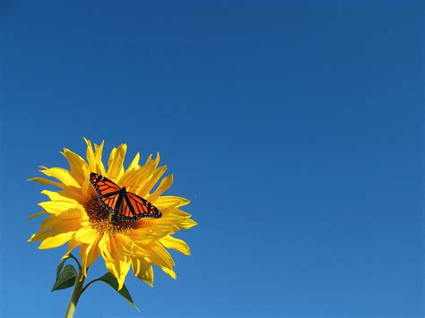 Butterfly On Sunflower by Damon Bay