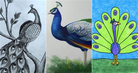 25 Easy Peacock Drawing Ideas How To Draw Peacock – NBKomputer