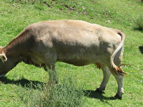 Beautiful Cows Eating Green Grass Feeding To Give Milk and Meat Stock Image - Image of curious ...