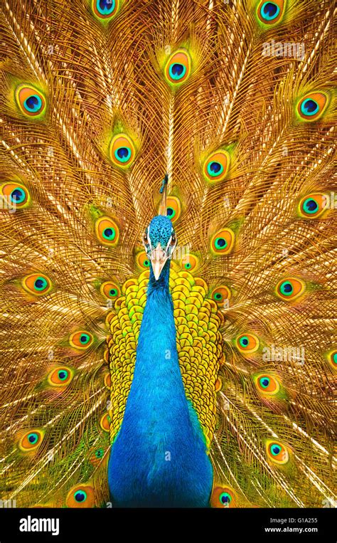 Peacock with open wings Stock Photo - Alamy