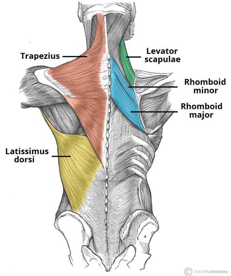 Lower Back Muscles Muscles lower muscle anatomy diagram strain human pain body information upper ...