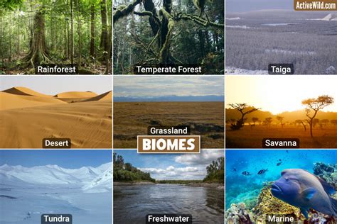 What Is Biome? Definition, Types, Characteristics, Examples, 45% OFF