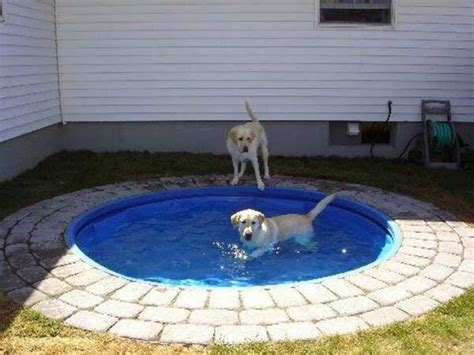 Build a DIY Dog Pool to Keep Your Pup Cool | Healthy Paws