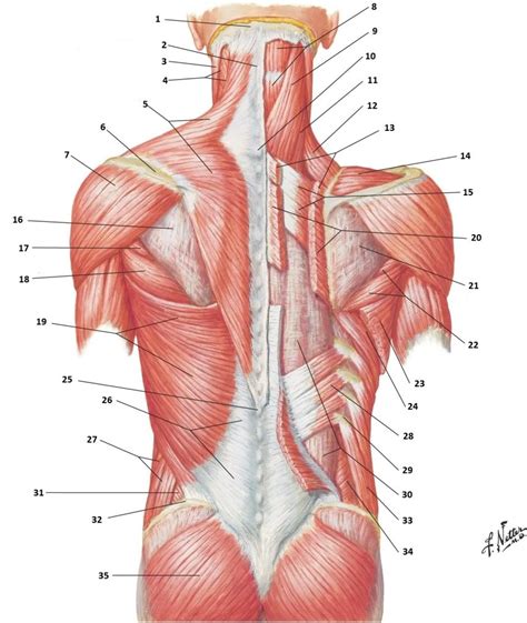 Ja! 30+ Grunner til Back Muscles Diagram! Intermediate back muscles and c. - Woodle87025