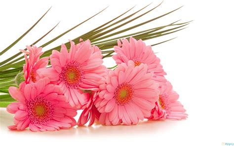 Free Best Pictures: Gerbera Pink Flowers Wallpapers & Gerbera Pink Flowers Pictures