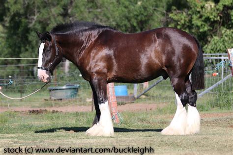 Shire draft horse conformation stock 2 by buckleighh on DeviantArt