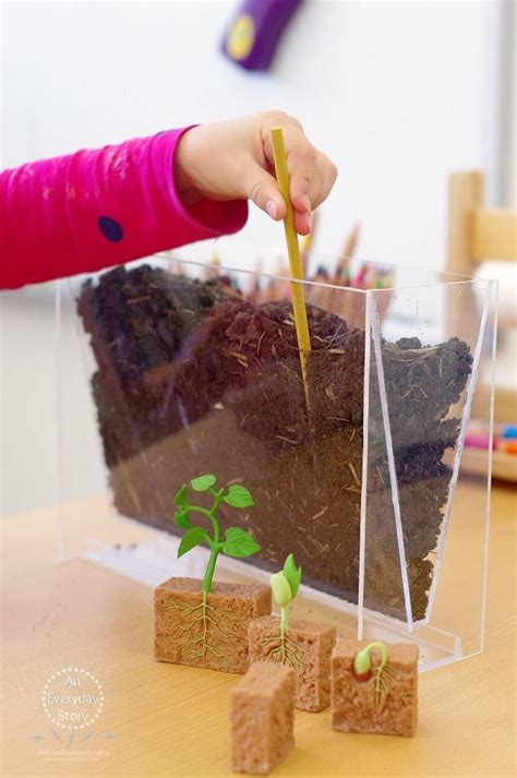 Exciting Plant Activities for Preschool You Should Know - An Everyday Story | Science ...