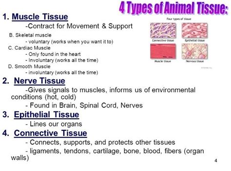 Four Major Tissue Types