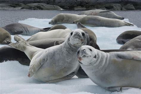 Guide to Antarctica: Antarctic Wildlife