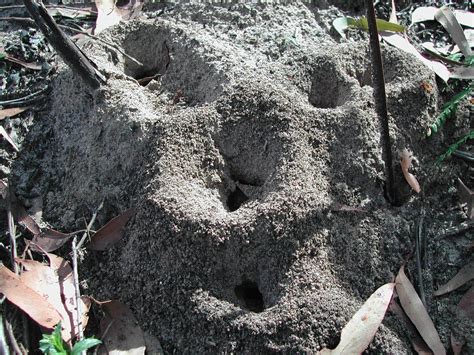 Ant colonies - The Australian Museum