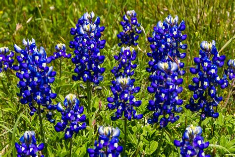 Lupine, Texas Bluebonnet – Hometown Seeds