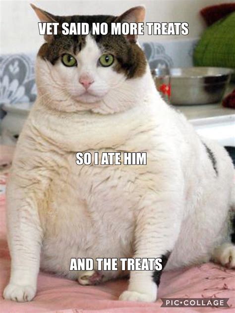 Fat Cat Memes Funny Cute Angry Grumpy Cats Memes Pinterest | SexiezPicz Web Porn