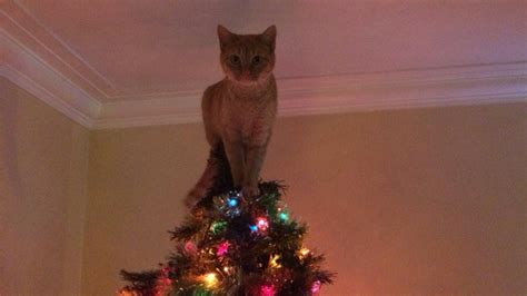 Cats in Christmas Trees: 20 Funny Photos of Holiday Felines | Heavy.com