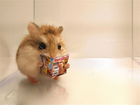 Cute Hamster Wallpapers - Top Free Cute Hamster Backgrounds - WallpaperAccess