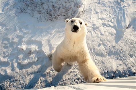 Polar Bear Photography Flourishes in Churchill - Churchill Polar Bears