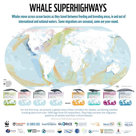 Map of whale migration "superhighways" might help save them - Big Think