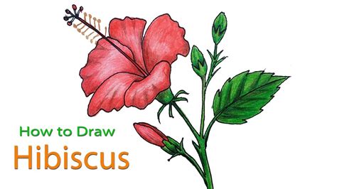 Hibiscus Flower Drawing Image | Best Flower Site