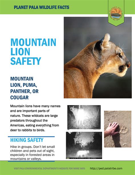 Planet Pala: Wildlife Tips – Mountain Lion Facts and Safety – Pala Environmental Department