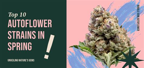 Top 10 Autoflower Strains in Spring: Unveiling Nature's Gems - MJ Seeds Canada