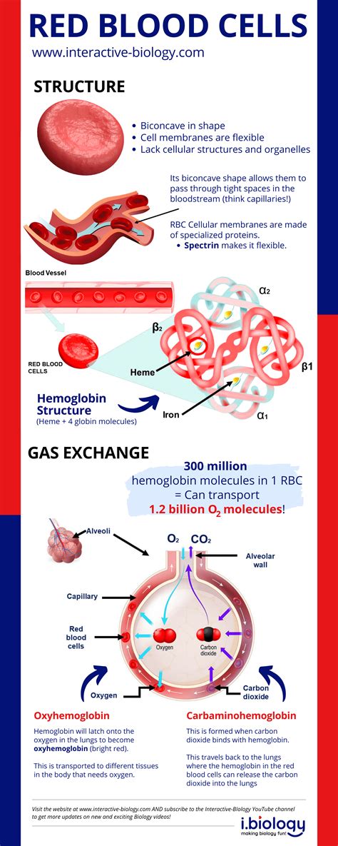 The Structure and Function of Red Blood Cells a.k.a. Erythrocytes | Interactive Biology, with ...