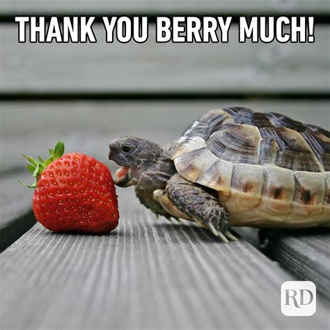 30 Funny Thank-You Memes [2024] | Shareable Thank-You Memes