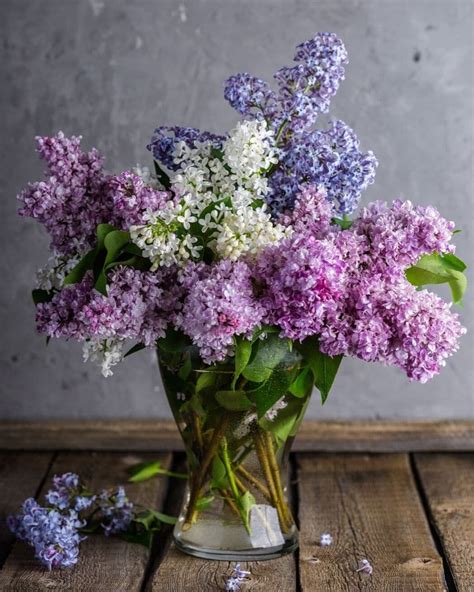 Lilacs: Plant and Flower Varieties, How To Grow and Care | Florgeous