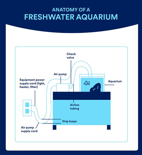 Setting Up a Freshwater Aquarium | Petco