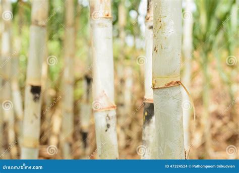 Sugar Cane before Harvesting Stock Photo - Image of field, agriculture: 47324524