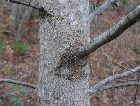 Poplar Tree Identification