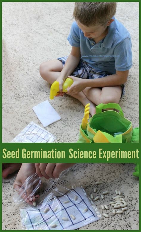 An Easy Germination Science Experiment for Kids to Do