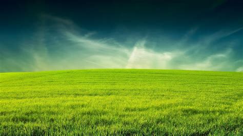 Grass wallpapers