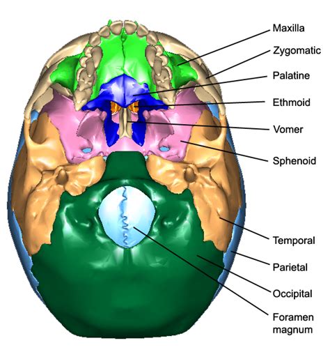 The Bones of the Skull | Human Anatomy and Physiology Lab (BSB 141)