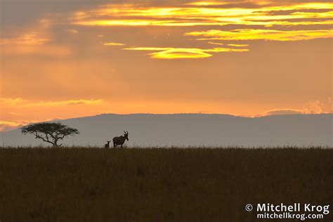 Topi-Sunrise-Silhouette-Maasai-Mara-Kenya-KEX3101-Mitchell-Krog - Mitchell Krog | Fine Art ...