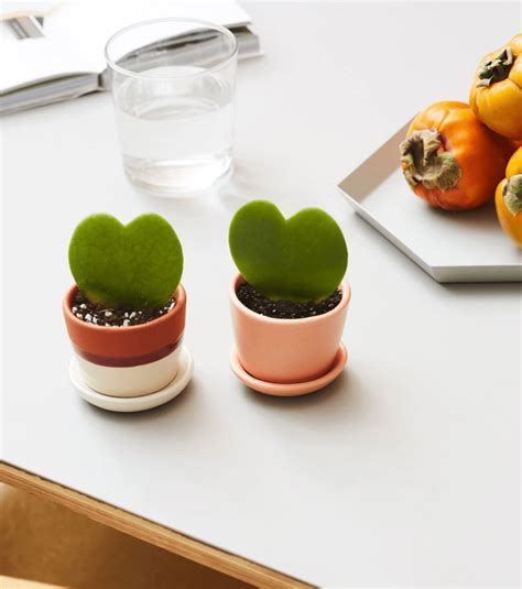 18 Indoor Plant Gifts to Brighten Your Day - Birds and Blooms