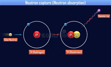 Neutron Capture Neutron Absorption Stock Illustration - Illustration of radiation, circle: 105976533