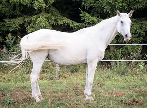 8 Beautiful White Horse Breeds You Should Know | Strathorn Farm Stables