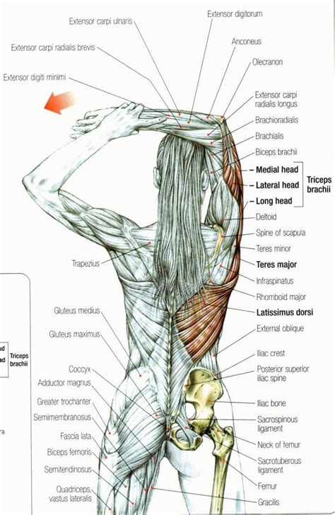 Mobility Mastery | Shoulder pain relief, Rotator cuff pain, Anatomy