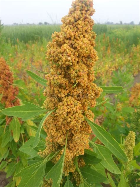 Quinoa Near Harvesting Stock Photos - Free & Royalty-Free Stock Photos from Dreamstime