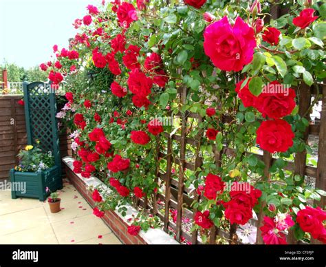 Climbing red roses growing on a trellis in a garden Stock Photo - Alamy