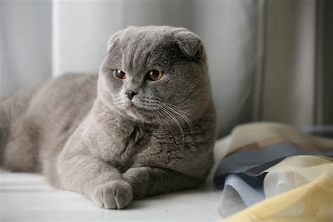 World’s 10 Cutest Cat Breeds