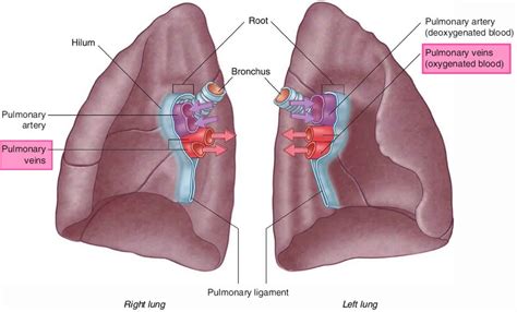 Pulmonary vein anatomy, function, location, ablation, stenosis & thrombosis